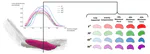 Differentiating Ultrasound-Measured Active and Passive Muscle Deformation via Statistical Shape Modeling