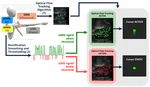Toward Drift-Resistant Assistive Device Control via sEMG–SMG Fusion